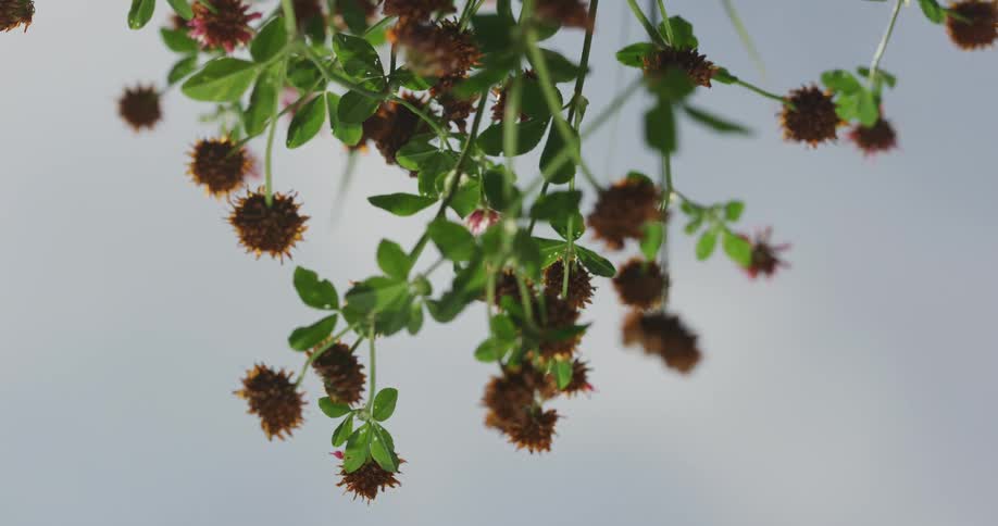 Round spiky flowers grow on tree branches