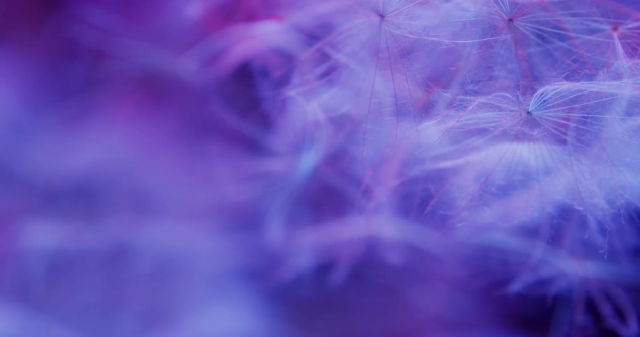 Purple blue and pink clustered tendrils form cottony mass