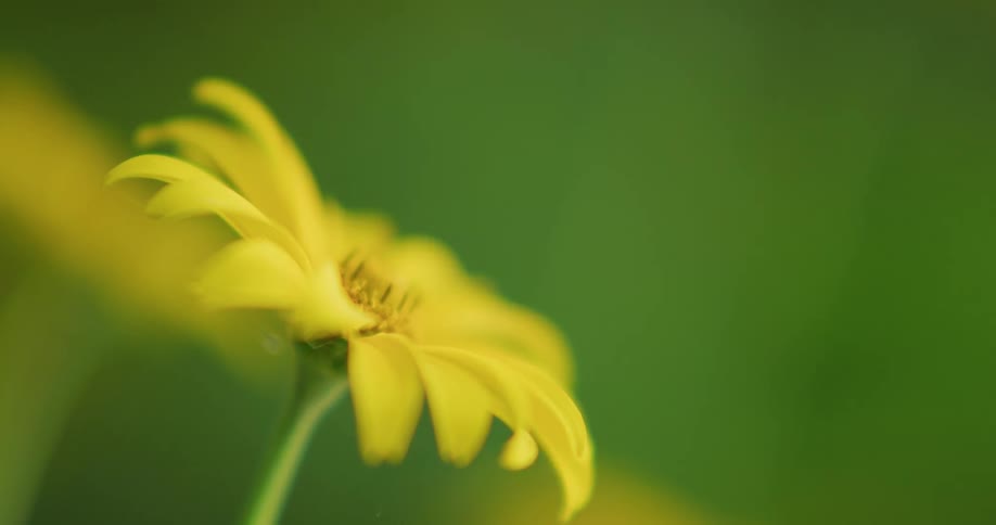 Yellow flowers sway gently in breeze