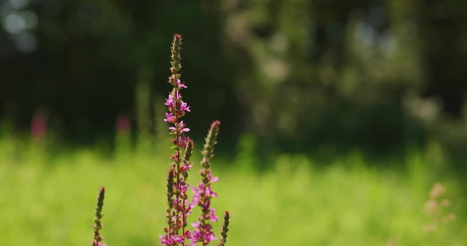 Sunlight is shining on a grassland area