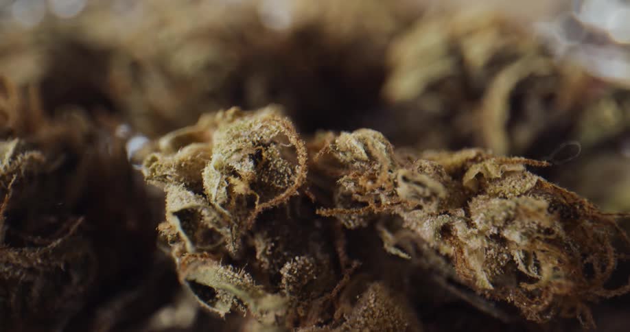 Close up view of marijuana buds with red hairs
