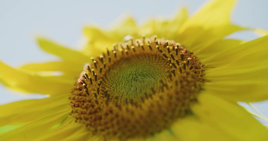 Close up of sunflower swaying in the wind