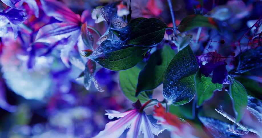 A mixed bouquet of flowers glow under a black light