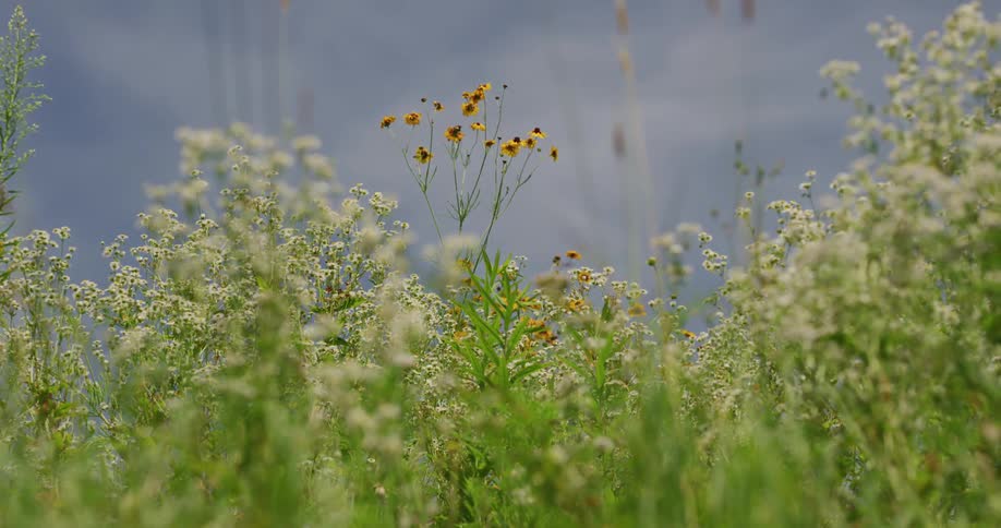 Wild flowers in a grass field is displayed in spring