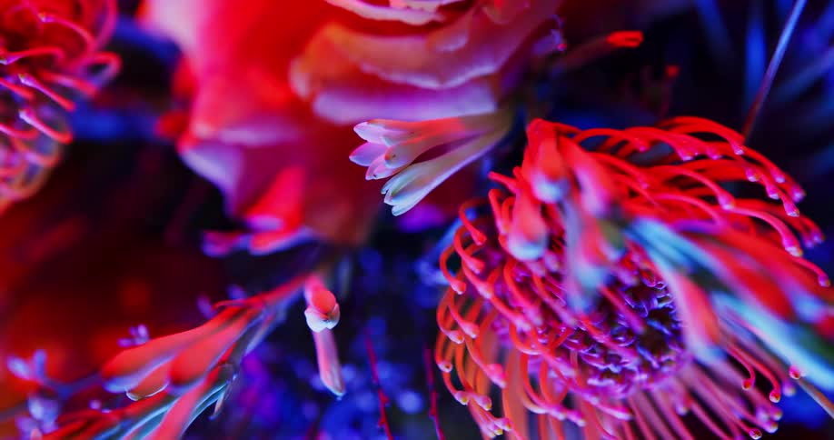 Lights shine on a color bouquet of flowers