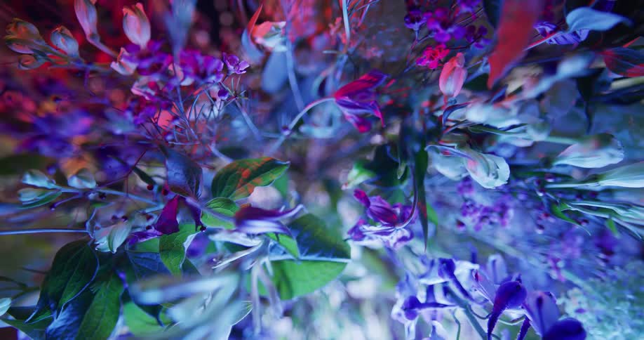 Top down twisting footage of flowers in a bouquet under colorful lights