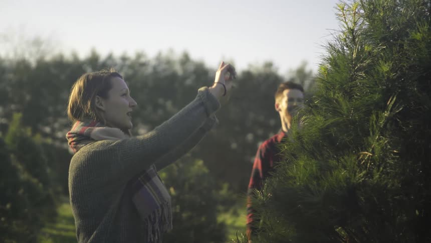 A man and woman look at trees on a christmas tree farm