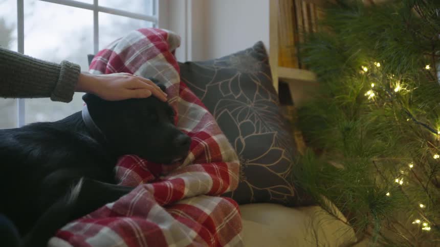 A woman pets her dog as they both sit in the window seat