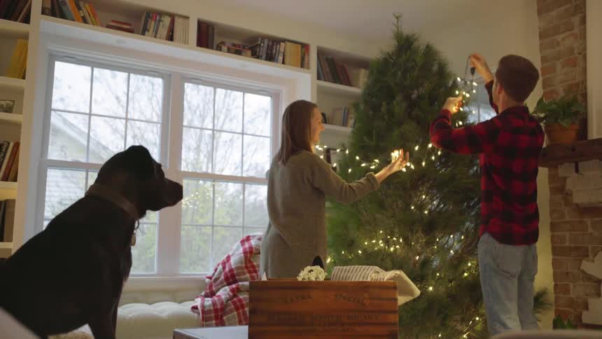 A dog watches as a man and woman put lights on a christmas tree