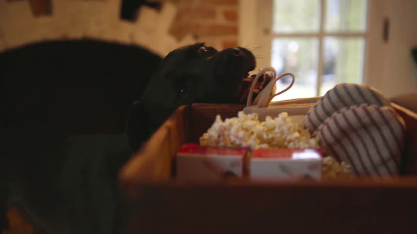 A dog bites stockings in a box of christmas decorations