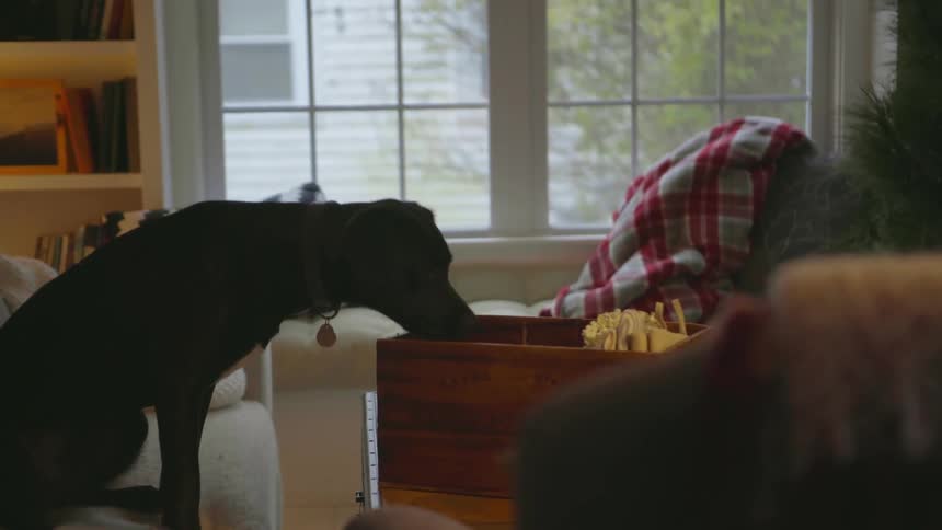 A dog sitting on the couch leans over and sniffs a wooden box