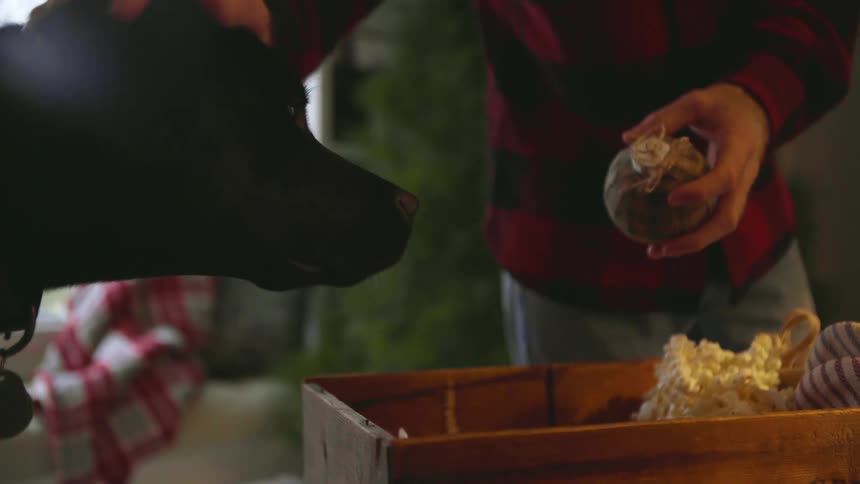Person takes a tree ornament out of a box and pets a dog's head
