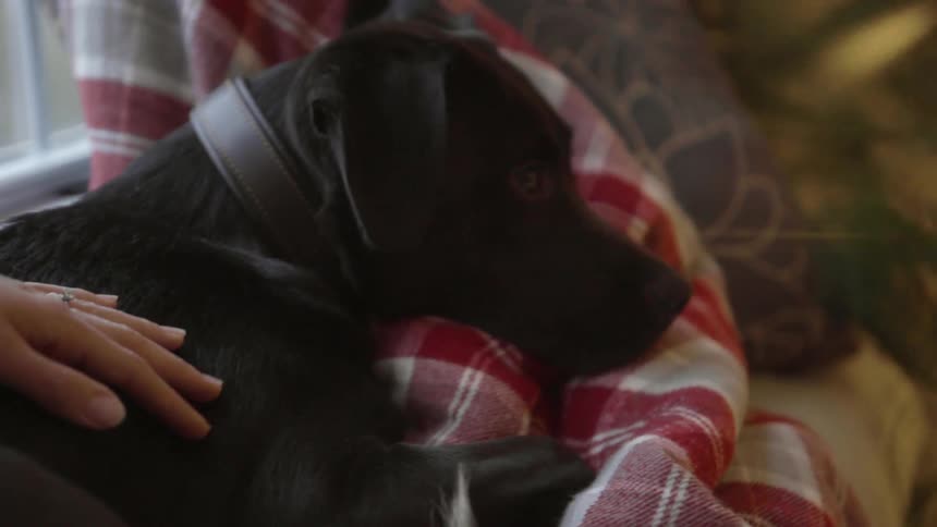 Dog lying on a blanket on a couch is being gently petted near a christmas tree