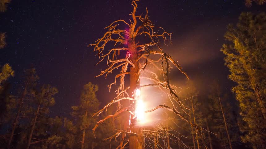 A time lapse shows a fire destructively consuming a single tall tree within a forest