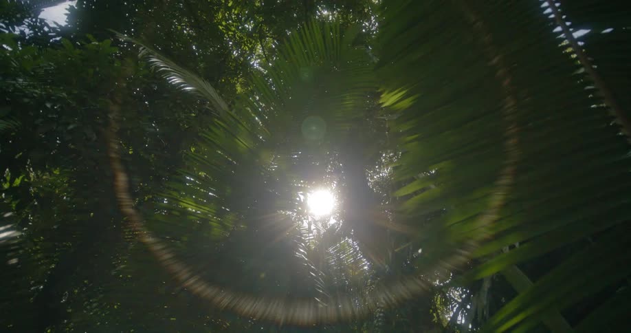 Sunlight shines through leaves in a rainforest