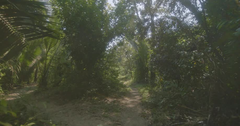 A trail leads through a heavily wooded forest on a sunny day