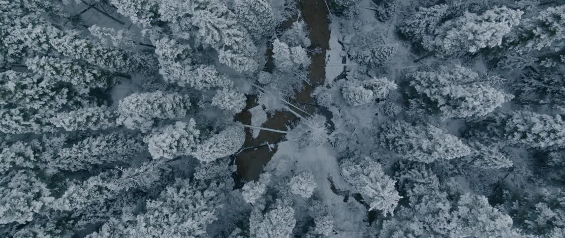 Snow covered evergreen forest