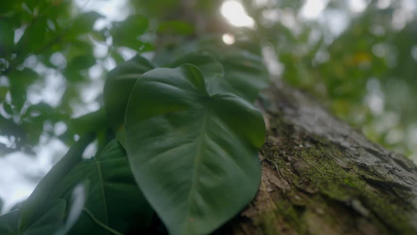 Leaves lying against the trunk of tree on a sunny day