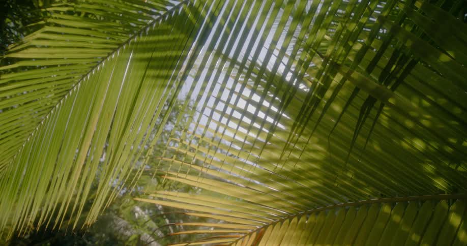 The bright sun shines through the palm trees