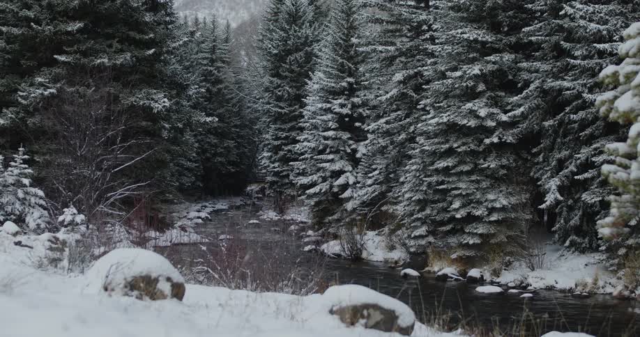 A stream through a wintry forest during the day