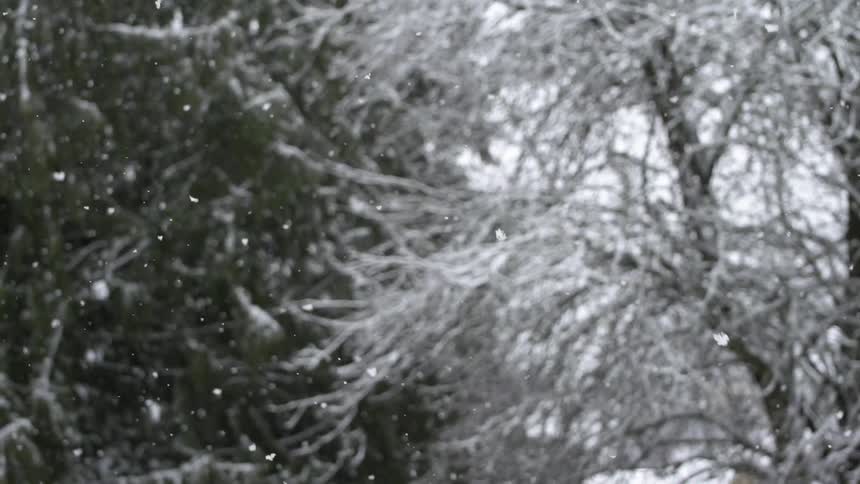 Tree branches are covered in snow while snowflakes fall