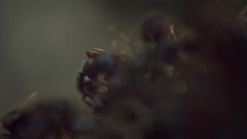 Close up of ant colony moving