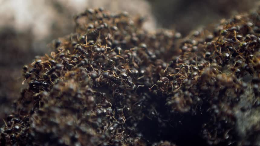 Ants crawling over each other on dirt