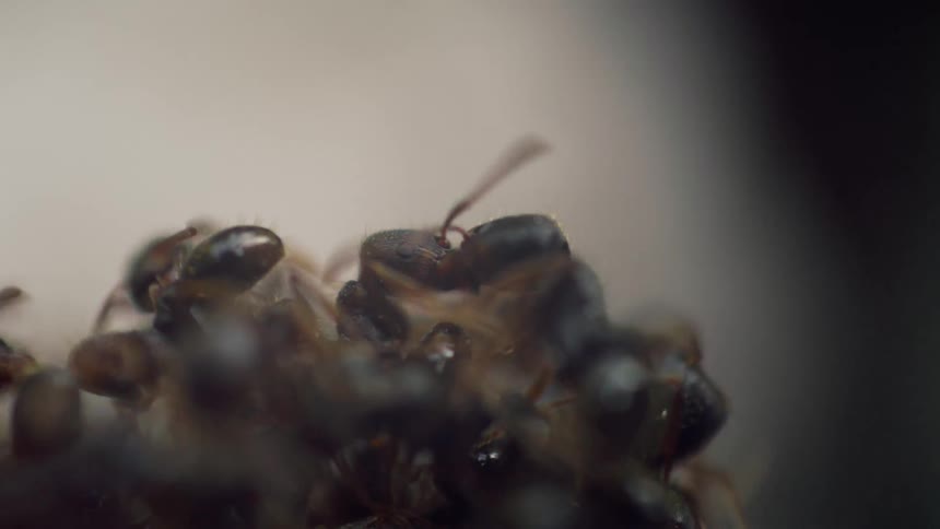 Close up view of ants swarming on a dead insect