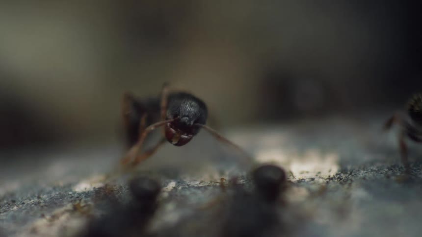 Ants consume a sticky substance on a rock