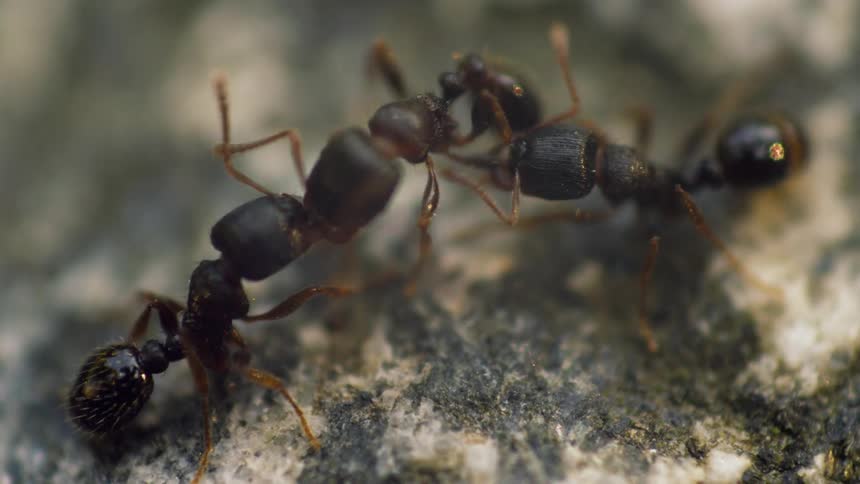 Ants are working together on the top of old wood