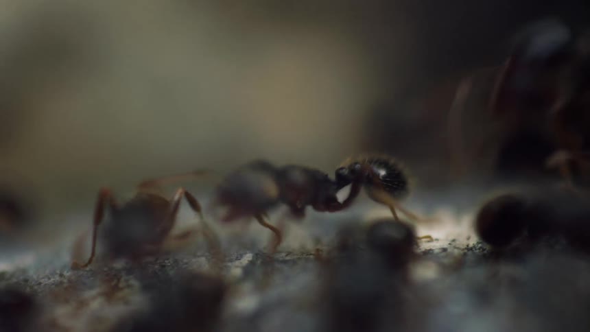 Ants crawl over a blue and white object as some of them feed