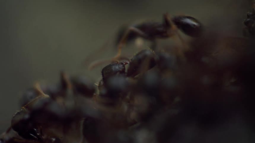 Ants crawl up the hill