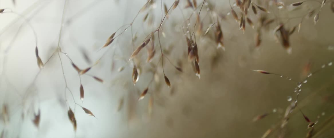 A view of leaves on a tree with water on it
