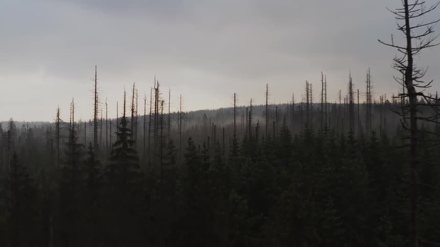 Bare trees in a forest stand tall as fog rises from the valley and there are forested mountains in the distance