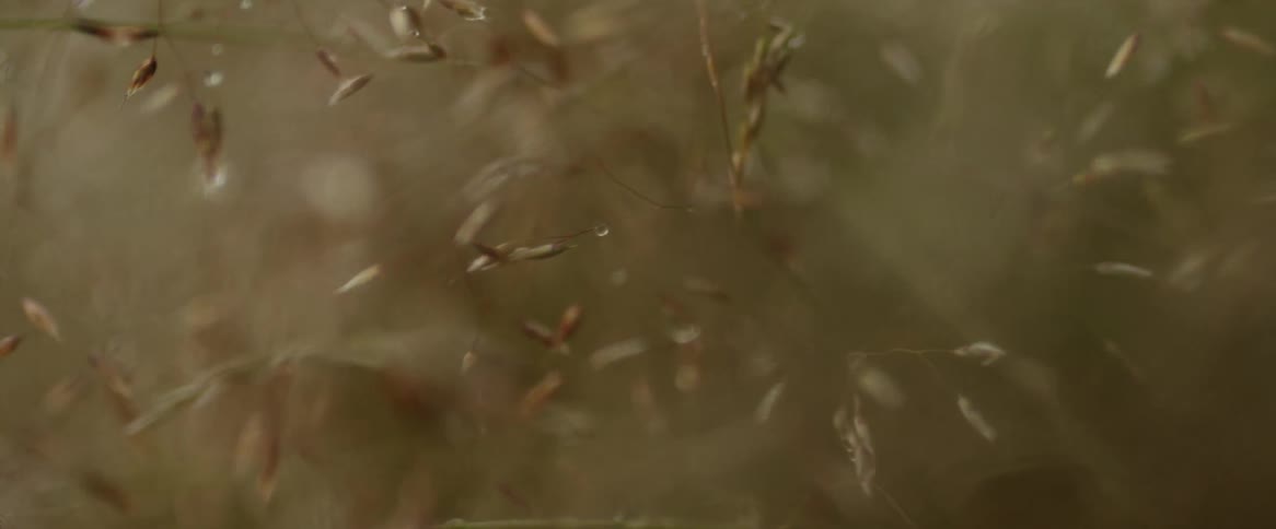 Drops of dew cling to leaves on a branch