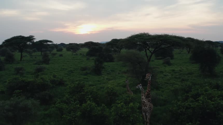 Aerial view of giraffes standing in green landscape at dusk