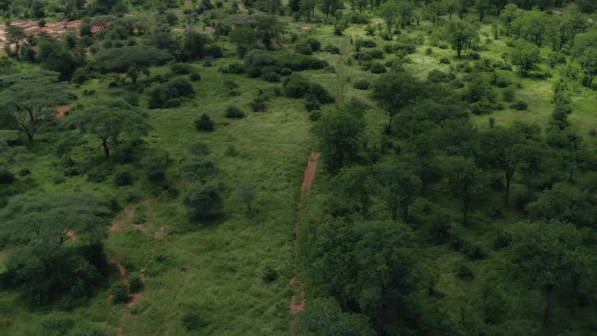 Aerial view of red dirt road running through green forest