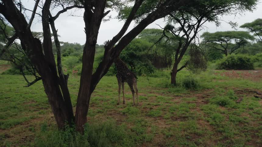 Aerial of a giraffe standing in the grass