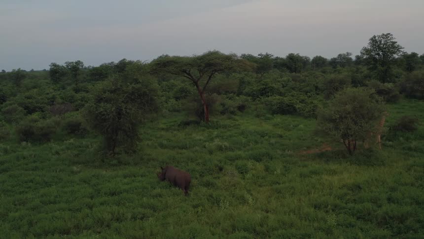 A rhinoceros walks through a field of dense vegetation on a cloudy evening