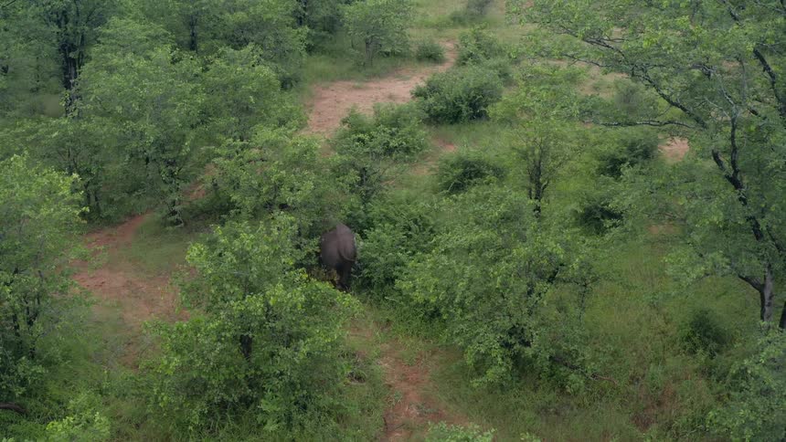The elephant walks through the field