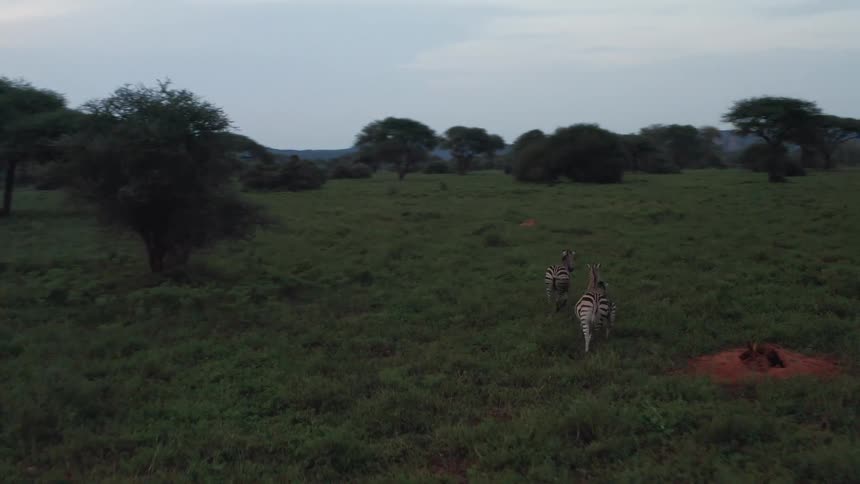 Aerial view of zebras and antelopes running on the grassland at evening