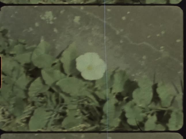 Plants with green leaves are on the ground