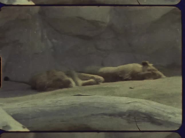Two lions are laying on a rock outcrop getting some sun
