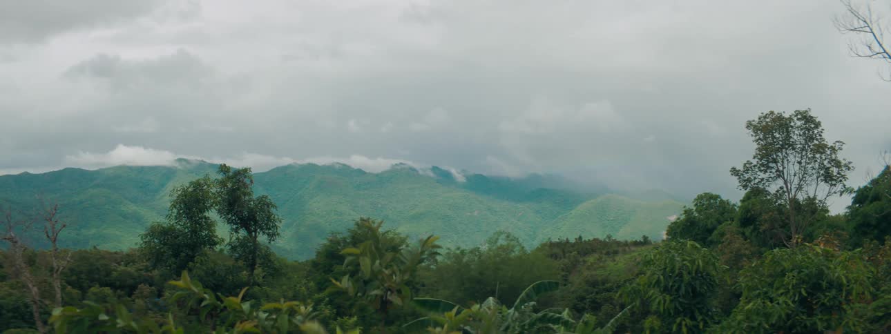 Trees in a forest are displayed