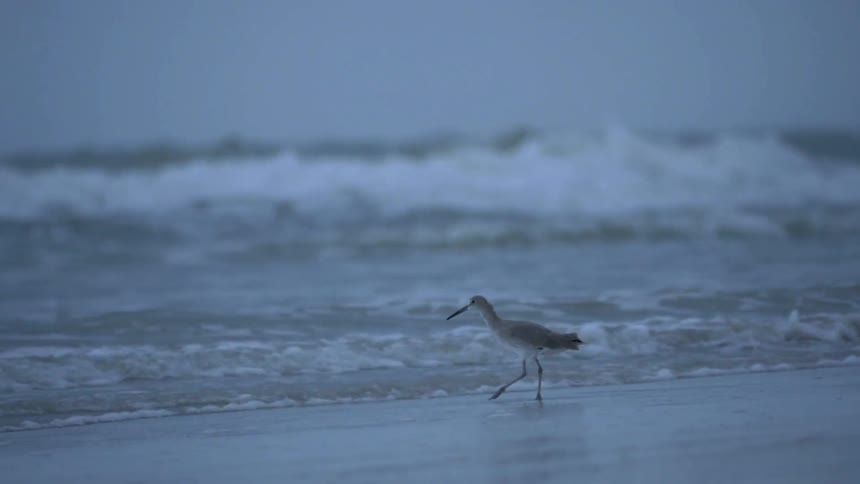 A bird walks toward the ocean