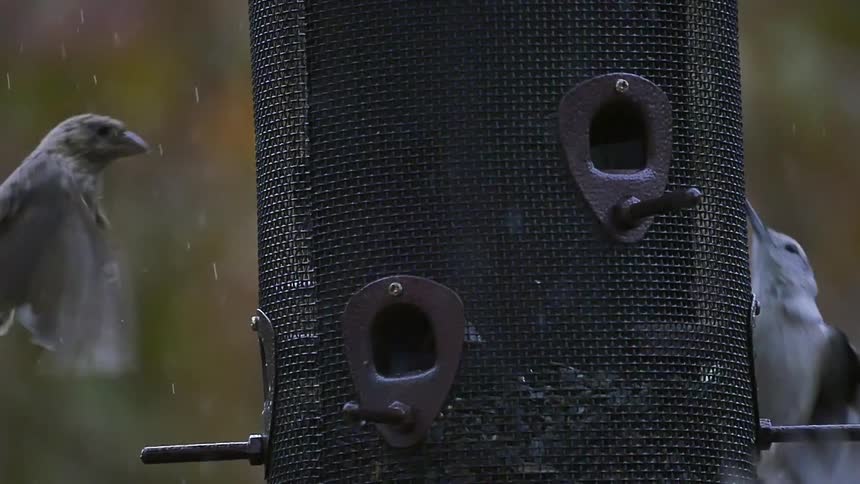 Birds fly out of a bird feeder