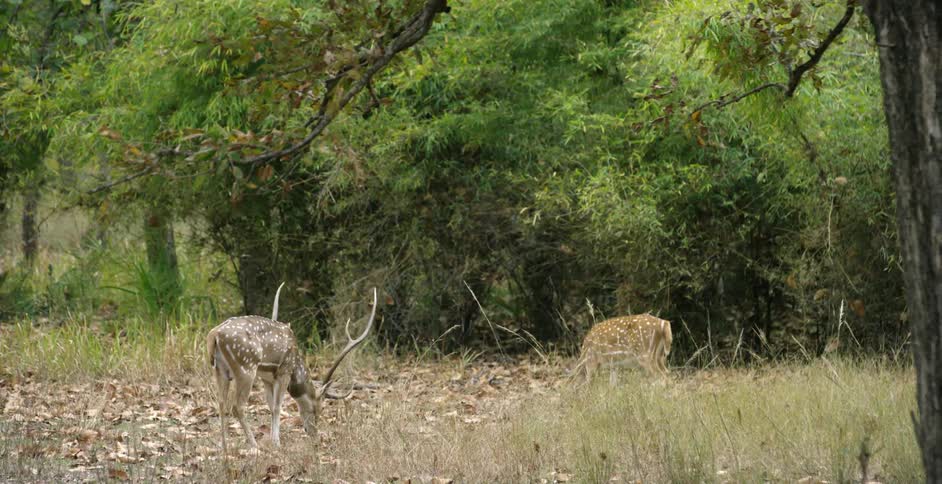 Deer grazing near trees