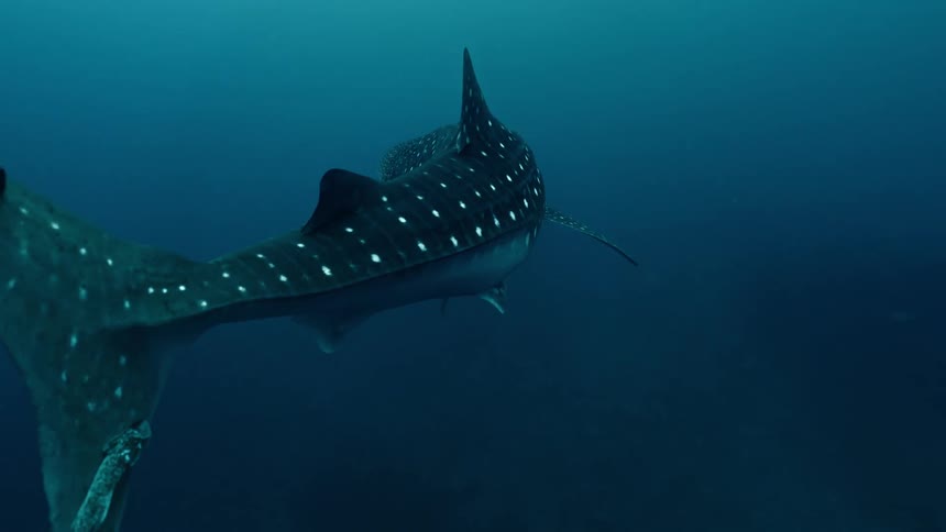 A spotted shark is moving its tail back and forth as it swims underwater