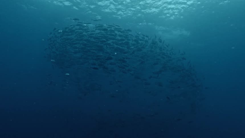 School of large fish forms a mass just underneath the surface in the murky water
