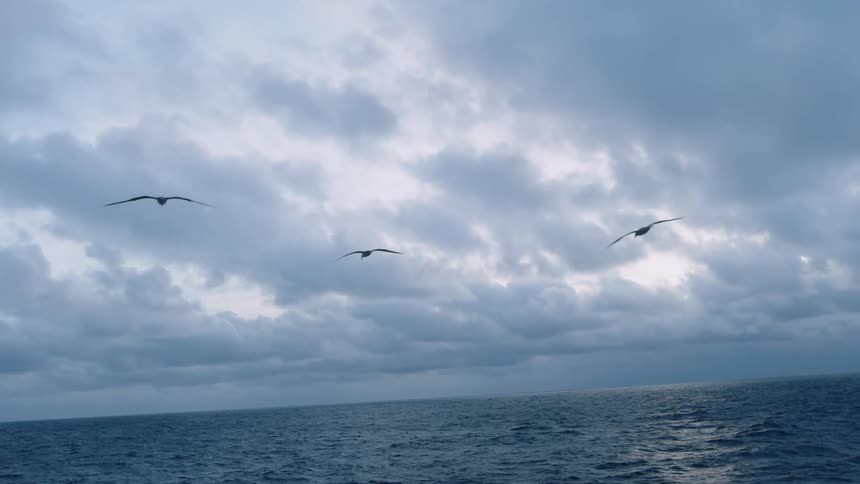 Three seagulls flying and coasting on the wind above the ocean
